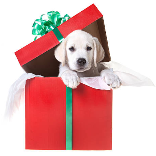 Can a Dog Be Wrapped Up Like a Christmas Present Safely